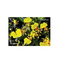 Metal Photo Magnet - Orchid
