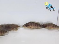淡水珍珠石斑魚苗（3-4公分）高級活餌 活體宅配 水耕養殖 魚菜共生 魚蝦養殖 可分期付款