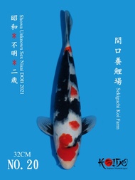 Ikan Koi Import Jepang Showa Farm Sekiguchi