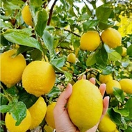 bibit jeruk lemon california unggul
