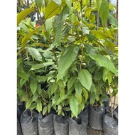 Pokok Buah Susu / Star Apple