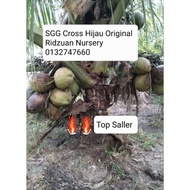 Pokok Kelapa SGG Cross Hijau Ori