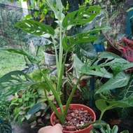 Monstera esqueleto plant