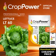 (5 GRAM) Biji Benih Sayur Salad Omega 傲美佳 LT60 CROP POWER Iceberg Lettuce Seed 结球生菜种子 LT 60