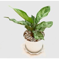 ๑Aglaonema Chinese Evergreen Live Plants