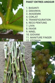 PAKET ENTRES ANGGUR IMPORT 12 VARIAN WATERFALL TALDUN CRIMSON DLL