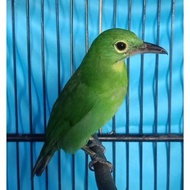 Burung Cucak Ijo Jadi Betina siapan