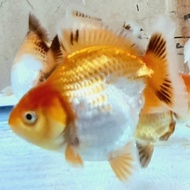 ikan koki oranda 3 color anakan import thailand