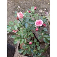 rose pink flower big pot