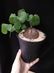 南非龜甲龍  6.3cm 連 花盆  塊根 植物 盆栽 非象牙宮 Plant  caudex  【實拍。只此一盆】👑 9年老店