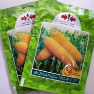 Benih Jagung Manis Bonanza now F1 1.800 Butir