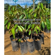 POKOK DURIAN TEMBAGA EMAS..  live plant
