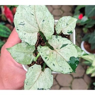 Syngonium Green Splash (less spot)