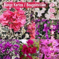 Keratan Cutting Bougainvillea / bunga kertas/杜鹃纸花/九重葛/plant