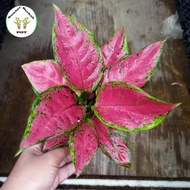 TANAMAN HIAS AGLONEMA BLACK MAROON - AGLAONEMA BLACK MAROON-Garden25 shop