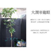 心栽花坊-大潤蒂龍眼/4吋/大韌蒂龍眼/龍眼品種/嫁接苗/水果苗/售價250特價200