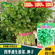 Four Seasons Instant Coriander Seeds Farmland Vegetable Garden Can Four Seasons Potted Plant Mixed F
