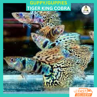 RFA High Grade Yellow Tiger King Cobra Guppy Ikan Hidup Guppy