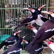 Best Seller Burung Jalak Suren Jantan Betina Desa