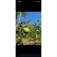 BAGUIO LEMON BAGUIO LEMON