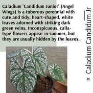 (Real Plant) Caladium Candidum JR pokok keladi hidup hiasan rumah dalaman live indoor houseplant bun