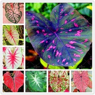 10Pcs Caladium Flower Seeds Rare 6 Kinds Color Perennia Bonsai Garden Open Air
