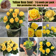 [Easy To Grow In Philippines] 70pcs Yellow Rose Seeds Fragrant Rose Flower Seeds for Planting Flower
