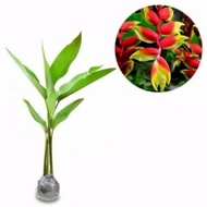 Tanaman Hias Heliconia Rostrata (Red Flower)