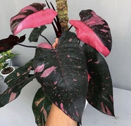 BONGGOL Philodendron pink princess