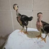 Anak ayam saigon usia 1bulan/per ekor/kuat&unggul dalam pertumbuha