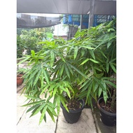 Bamboo bambusa/Bamboo Plant/Indoor Plants