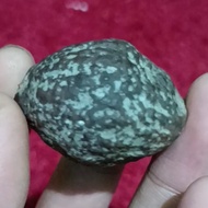 muncang adu jayanti biji kemiri