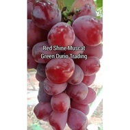 2 Keratan Red Shine Muscat GRAPE