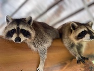 Vé Trang Trại Bentong ở Pahang