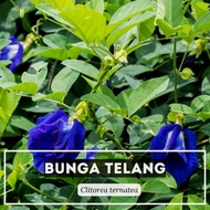 BUNGA TELANG| BUTTERFLY PEA | ANAK POKOK