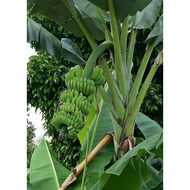 Pokok Pisang Nipah Natural and Organic.