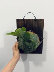 女王 鹿角蕨 已上板