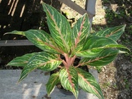 Aglonema Butterfly / Tanaman Lipstik Aglaonema Butterfly