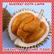 🔥HOT SALE🔥 ANAK POKOK DURIAN DURI HITAM / OCHEE / BLACK THORN (D200) (+-1 KAKI)