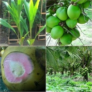 bibit kelapa hijau wulung unggul