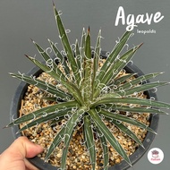 อากาเว่ Agave leopoldii แคคตัส กระบองเพชร cactus&amp;succulent