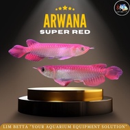 ARWANA SUPER RED 10 CM / ARWANA SUPER RED SERTIFIKAT DAN CHIP