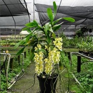 緬甸原生蘭 Aer. falcata var. alba (罕見~變體+大花+很香~極珍稀)勿下標