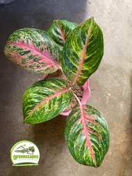Aglaonema Boxer (Collectors Plant - Limited Stocks Only) with FREE garden soil plastic pot and marbl