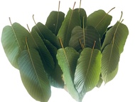 ใบกระท่อม Kratom ครึ่งกิโลกรัม (500g)