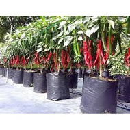 Anak Pokok Lada Merah / Cili Kulai / Cili Besar Paket Hobi cili besar
