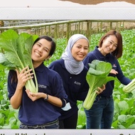 PREMIUM SEED - Biji Benih Sawi Giant Jumbo Green Cx9