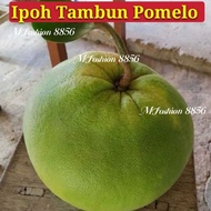 Ipoh Limau Bali Tambun (Pomelo)