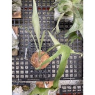鹿角蕨S普鹿交深綠--己上板療癒植物-天南星-觀葉-室內-文青風-IG網紅-植物-療癒植物-蕨類植物