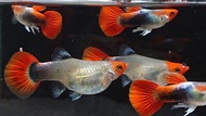 [Buy 3 Free 1pair ] Koi tuxedo short body guppy 1pair live fish aquarium